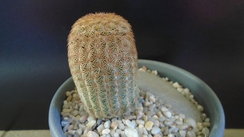  - Cactusi 2022