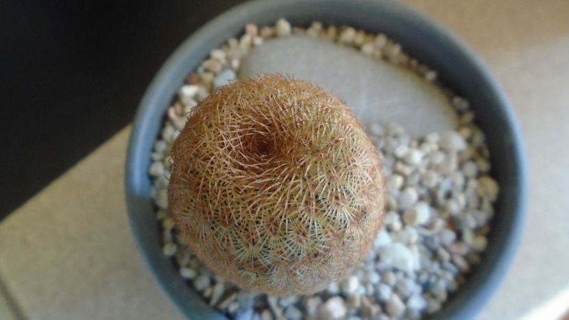  - Cactusi 2022