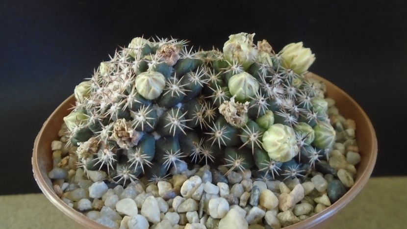  - Cactusi 2022
