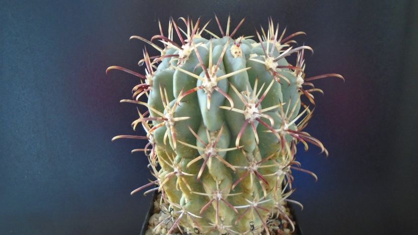 Cactusi cold hardy: Sclerocactus uncinatus ssp. crassihamatus v. mathssonii (-12C) - Cactusi 2022