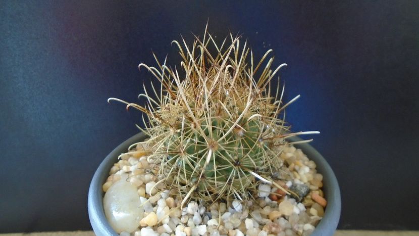 Cactusi cold hardy: Sclerocactus (Ancistrocactus) scheeri (-12 C) - Cactusi 2022