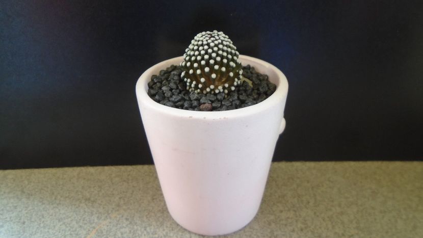 Mammillaria luethyi - Cactusi 2022