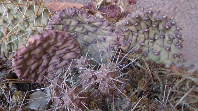 Mini rocarie - Cactusi 2021 bis