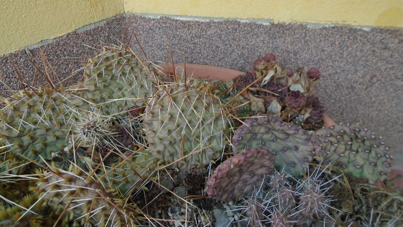 Mini rocarie - Cactusi 2021 bis