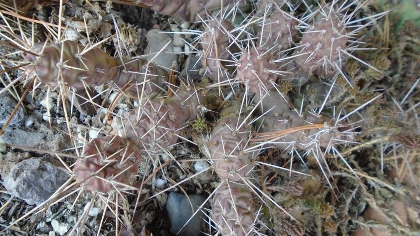 Mini rocarie - Cactusi 2021 bis