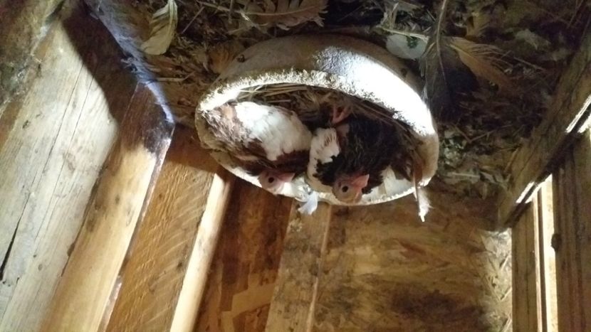 2022 - Kamaromi 2015-2023