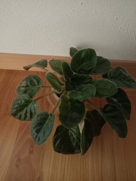 În 2 aprilie are termen la frizer :) - RS-Morskaia Princessa