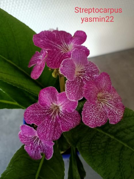 26.03.2022 - Streptocarpus din comerț