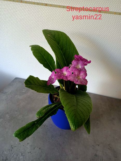 26.03.2022 - Streptocarpus din comerț