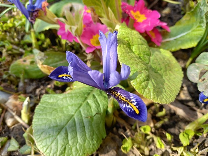 26.03.2022 - Grădina 2022