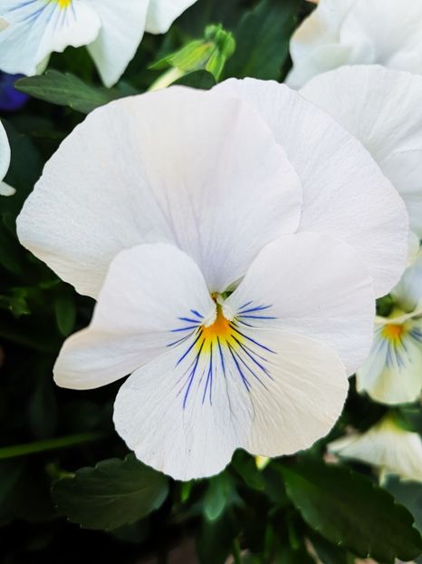 Panseluta alba - 0 0 2022