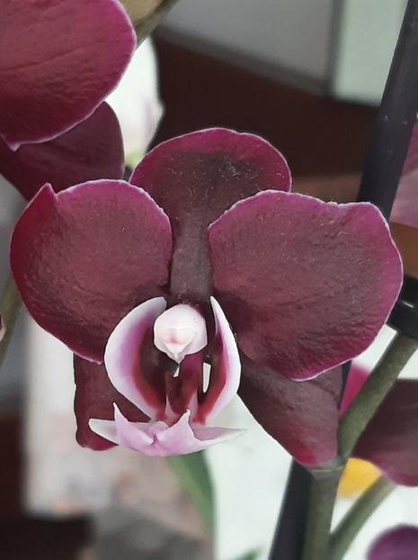 Kaoda Twinkle 'Chocolate Drop - 2022 orhidee