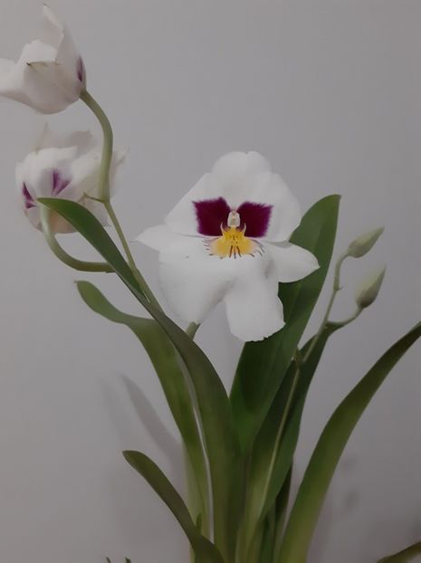 Herr Alexander - 2022 orhidee