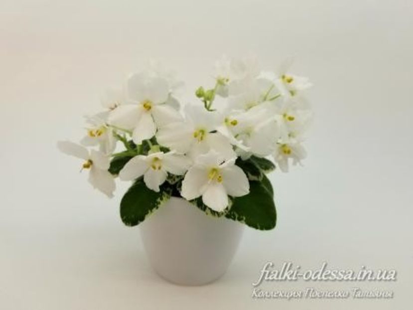 Wesley’s Winter Starlight poza net - Wesley s Winter Starlight