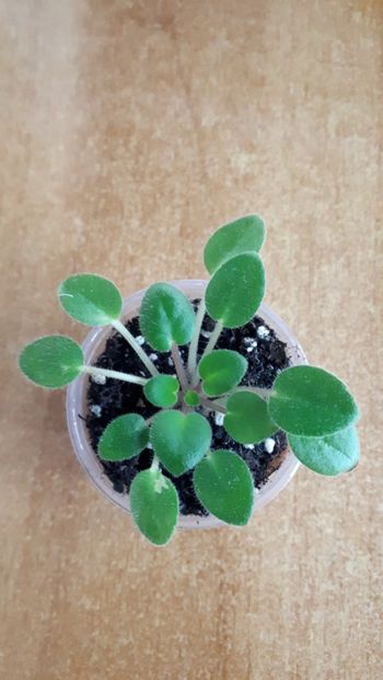  - Mac s Sweet Serenity