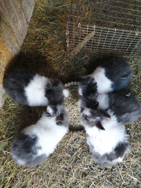 IMG-20220326-WA0004 - 07 Iepuri pitici