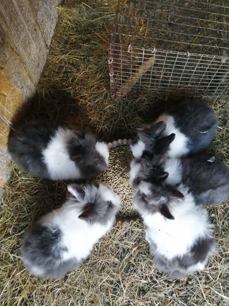 IMG-20220326-WA0003 - 07 Iepuri pitici