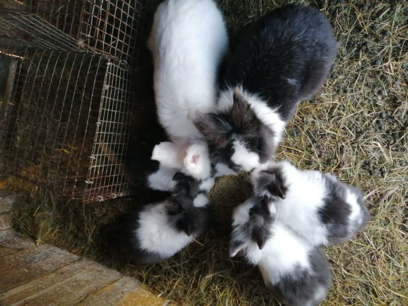 IMG-20220326-WA0002 - 07 Iepuri pitici