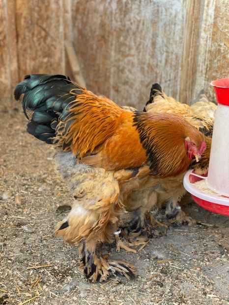 DD5973C9-7FD2-439F-BF14-184A45035122 - Brahma Columbia Negru