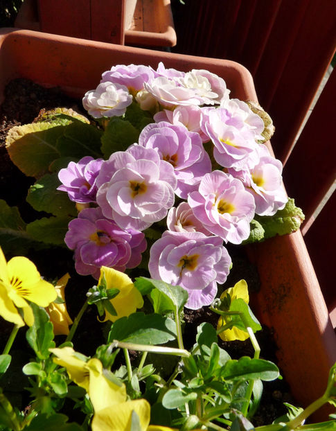  - 2022 - 01 - Primavara