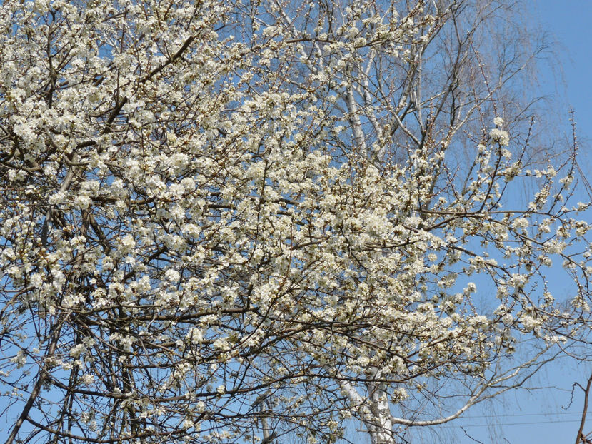  - 2022 - 01 - Primavara