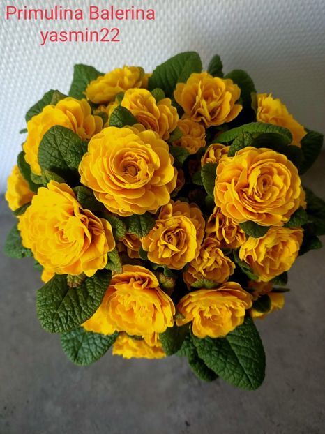 27.03.2022 - X-Flori de toate felurile