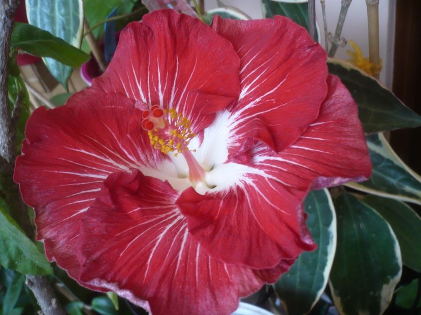 P1510510 - HIBISCUSI 2022-1