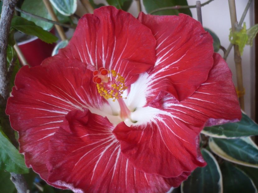 P1510511 - HIBISCUSI 2022-1