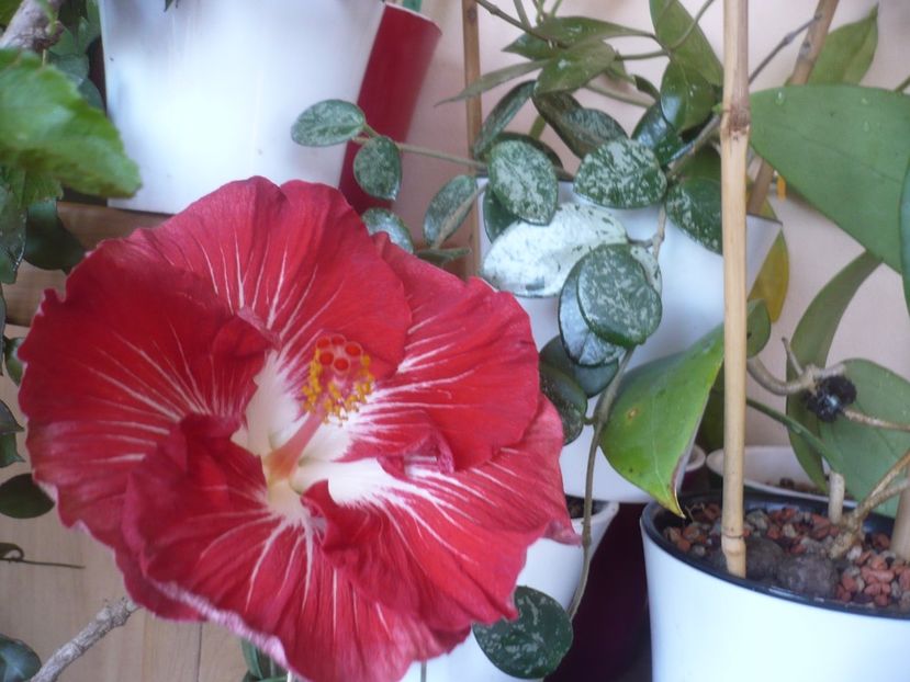 P1510517 - HIBISCUSI 2022-1