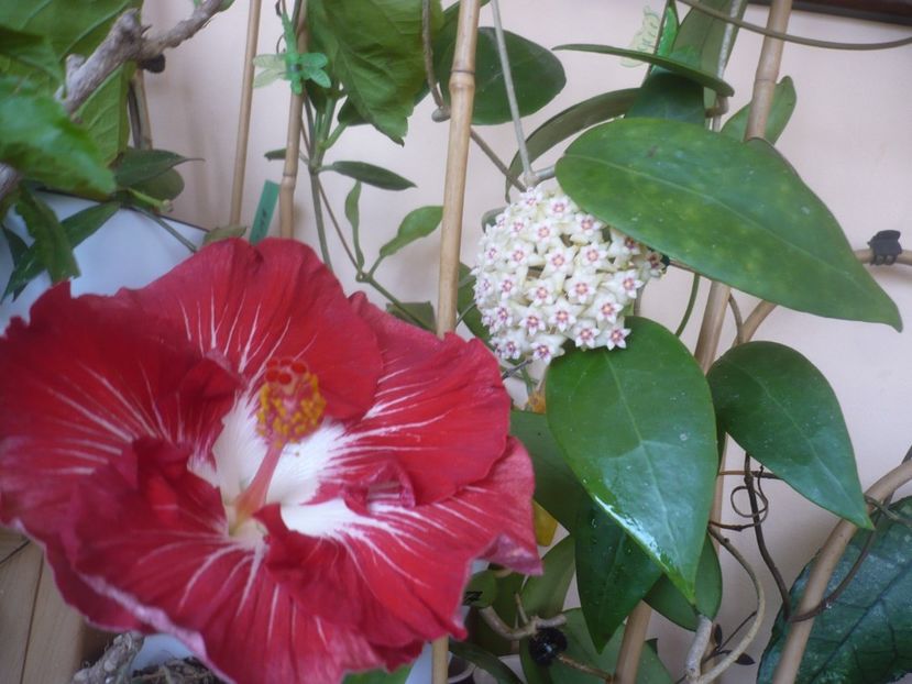 P1510518 - HIBISCUSI 2022-1