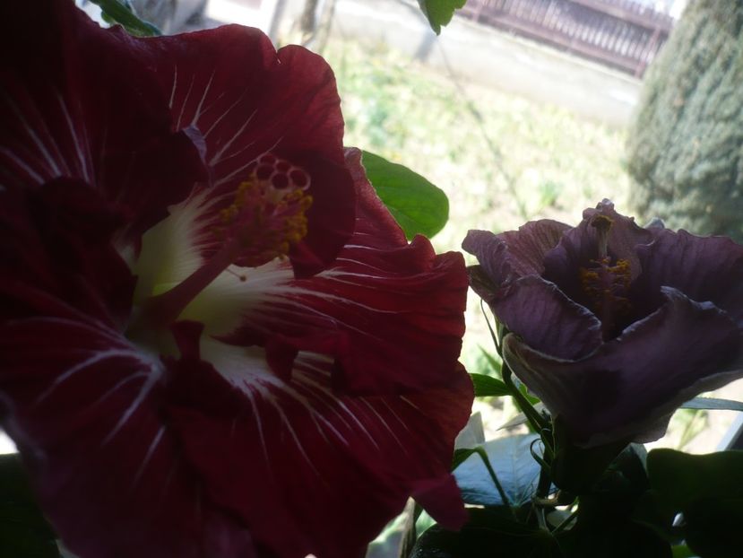 P1510519 - HIBISCUSI 2022-1