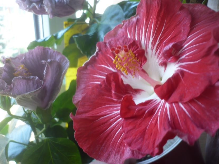 P1510520 - HIBISCUSI 2022-1