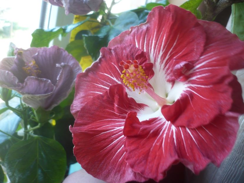 P1510521 - HIBISCUSI 2022-1