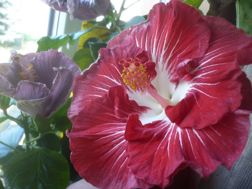 P1510522 - HIBISCUSI 2022-1