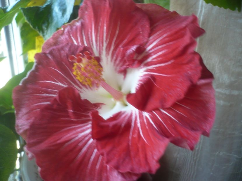 P1510523 - HIBISCUSI 2022-1