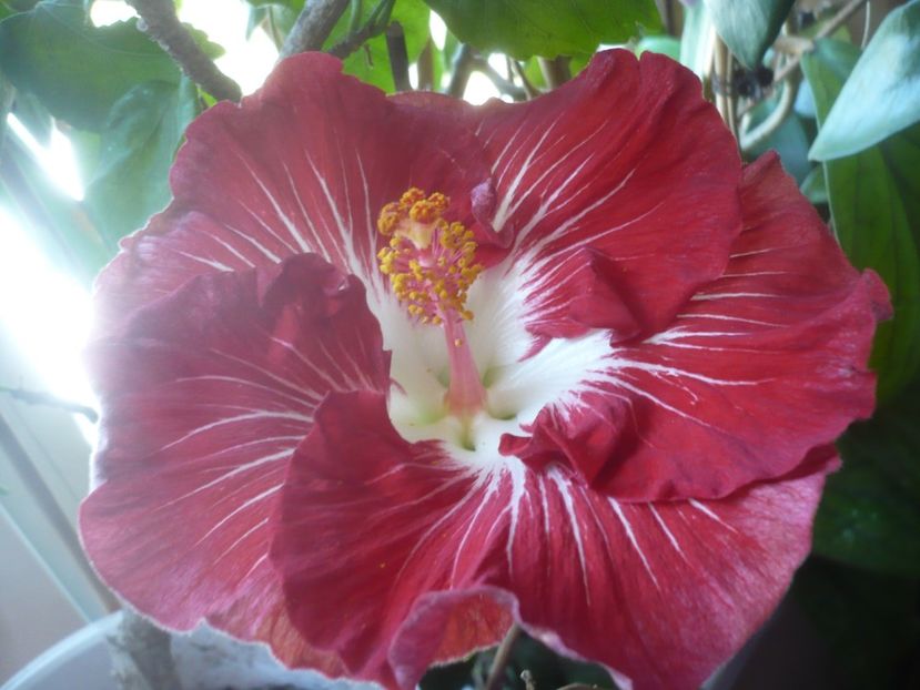 P1510524 - HIBISCUSI 2022-1