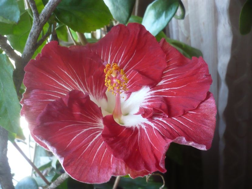 P1510526 - HIBISCUSI 2022-1