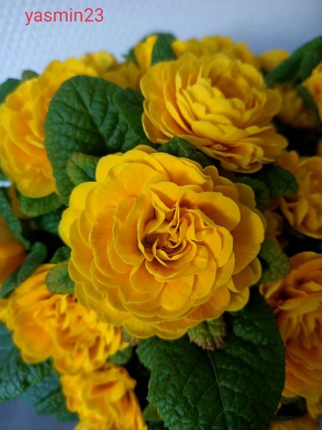 27.03.2022 - N- O toană