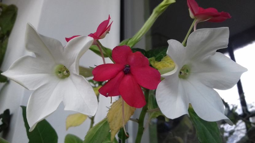 2❤22 - Iubirile mele azi... - Linişte şi flori