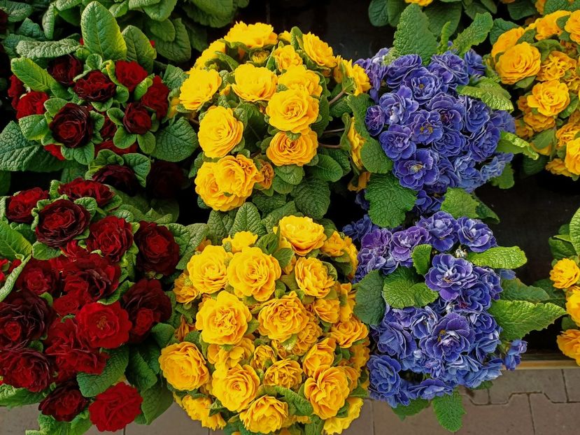 2022.03.25-cum să pleci repede?! - N- O toană