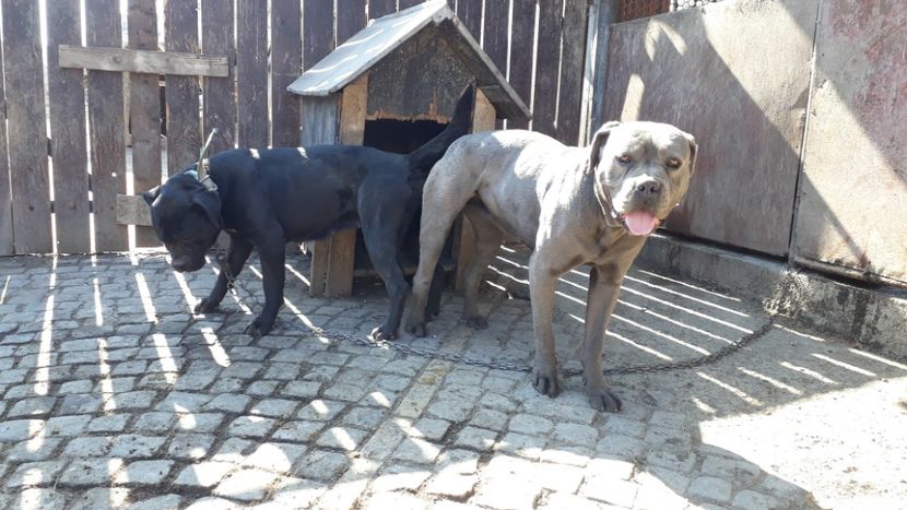 cuib 1.06.2022 !! 7 pui!! - Cane Corso