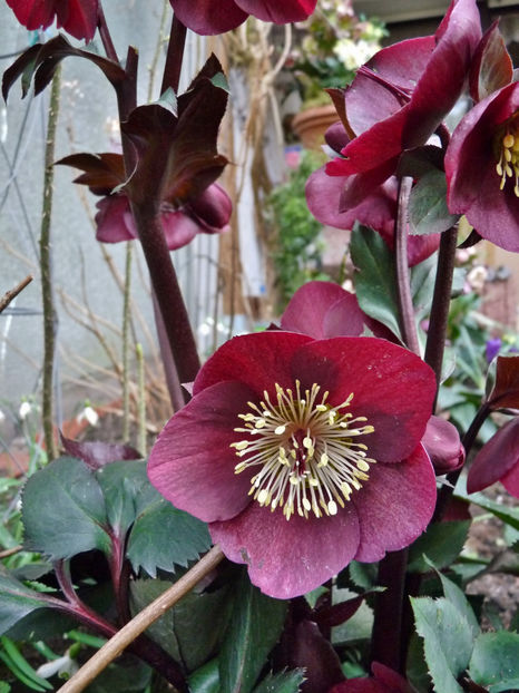  - Helleborus - Spanz