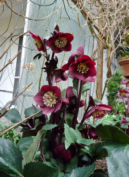  - Helleborus - Spanz