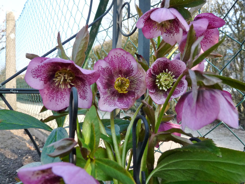  - Helleborus - Spanz