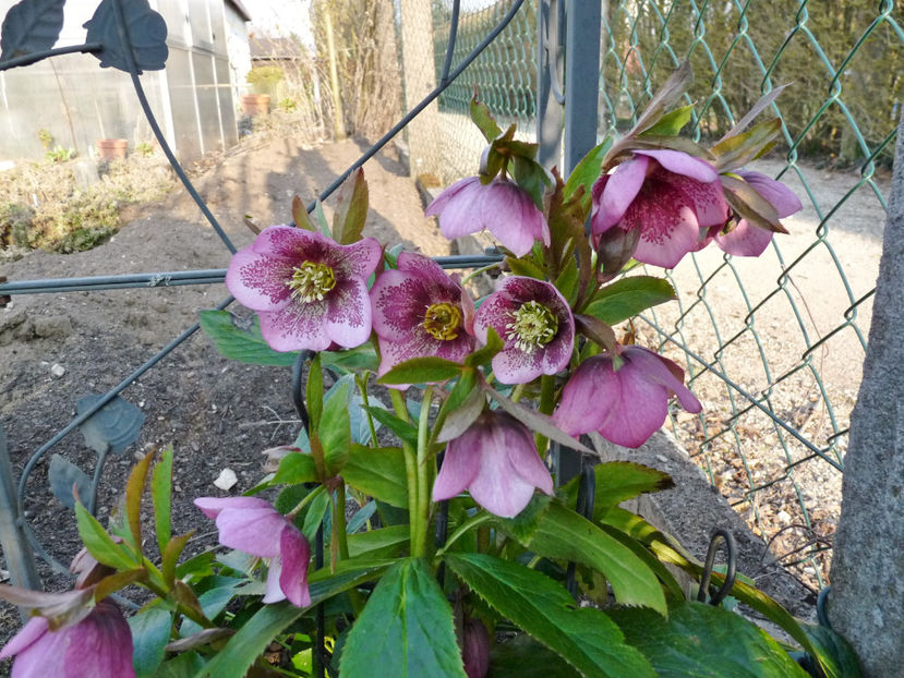  - Helleborus - Spanz