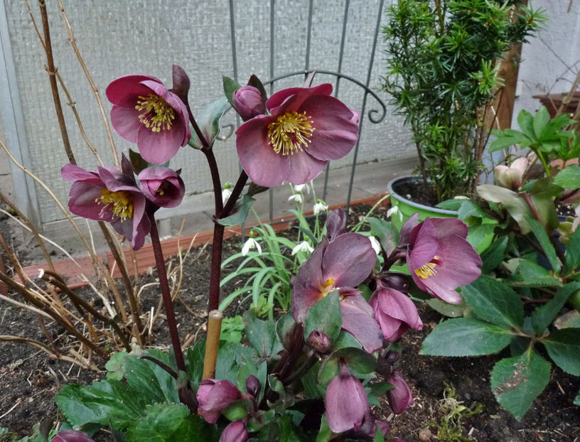  - Helleborus - Spanz