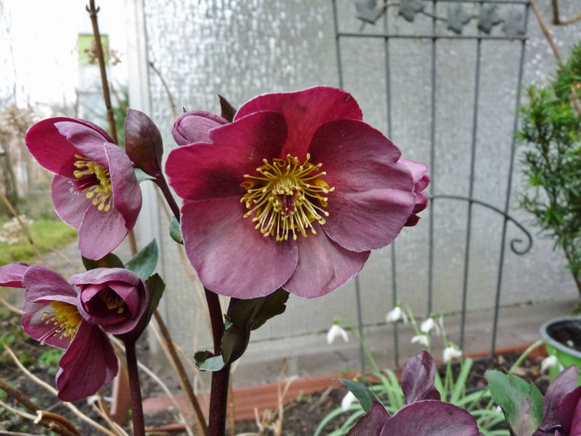  - Helleborus - Spanz