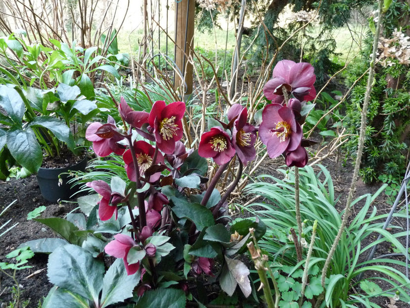  - Helleborus - Spanz