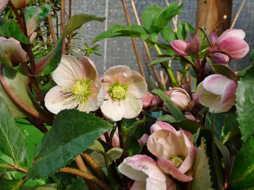  - Helleborus - Spanz