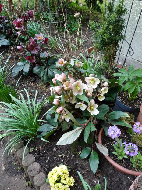  - Helleborus - Spanz